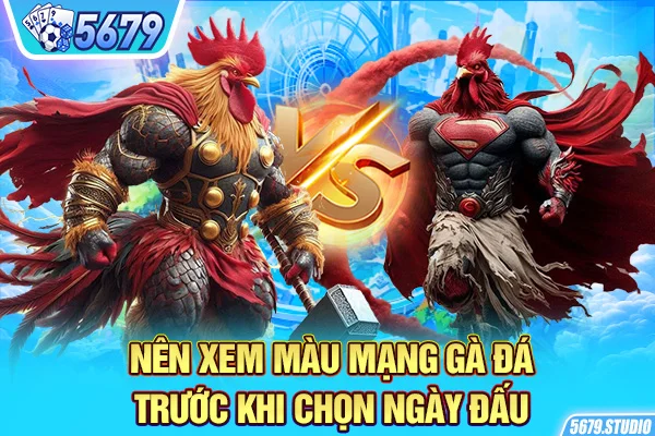 Nên xem màu mạng gà đá trước khi chọn ngày đấu